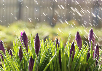 wiosenne krokusy w deszczu