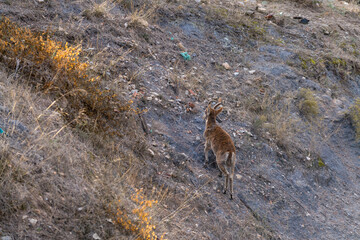 mountain goat climbing a mountainside