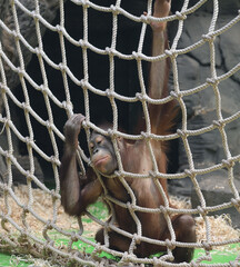 Funny baby Orangutan is playing and having fun