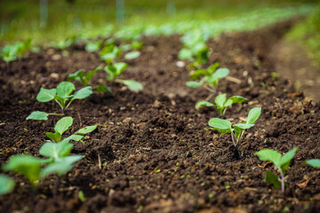 plant in the ground