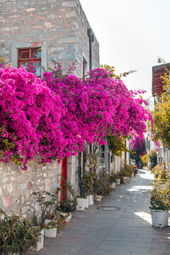 bodrum street in the old town