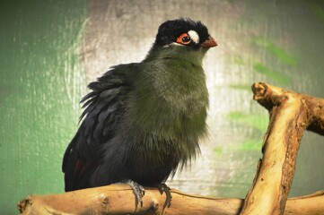 bird of prey