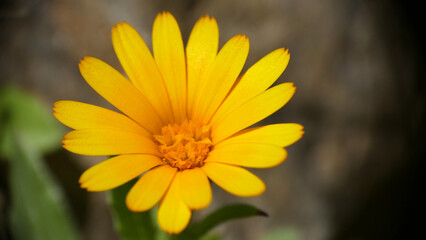 Margherita selvatica