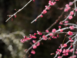 枝垂梅の花