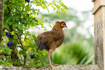 pheasant in the nest