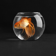 Goldfish in the aquarium