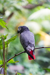 African Grey Parrot on a branch .