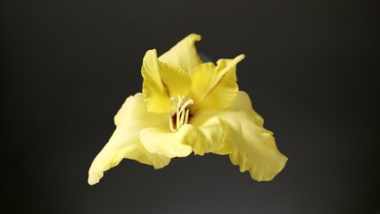 Yellow gladiolus on black background | Body care cosmetics with gladiolus extract commercial