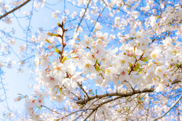 桜と青空