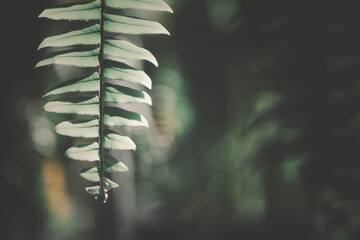 Close up of Nephrolepid sp leaves, vintage tone background, fern leaf