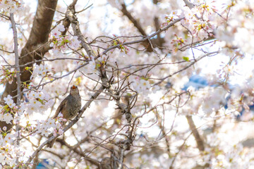 桜とムクドリ