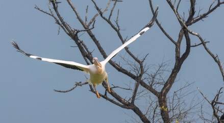 Great white pelican (Pelecanus onocrotalus) or rosy pelican bird at forest. Pelican migration in India during winter season.