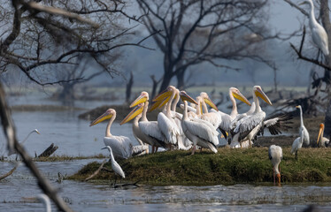 Great white pelican (Pelecanus onocrotalus) or rosy pelican bird at forest. Pelican migration in India during winter season.