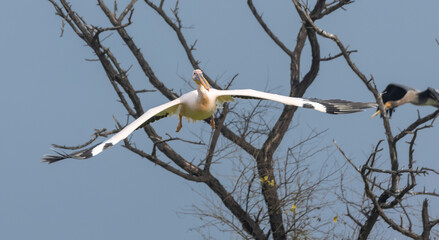 Great white pelican (Pelecanus onocrotalus) or rosy pelican bird at forest. Pelican migration in India during winter season.