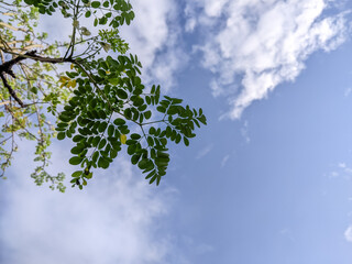 Leaves with background sky