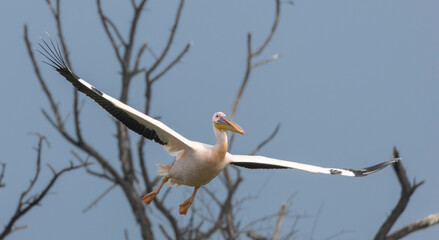 Great white pelican (Pelecanus onocrotalus) or rosy pelican bird at forest. Pelican migration in India during winter season.
