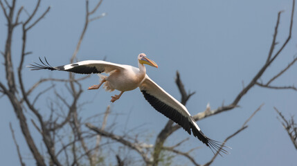 Great white pelican (Pelecanus onocrotalus) or rosy pelican bird at forest. Pelican migration in India during winter season.