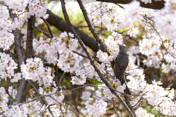 桜とムクドリ