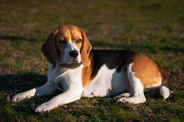 beagle dog on grass
