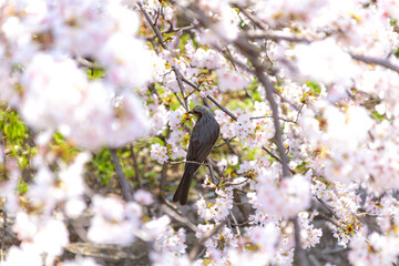 桜とムクドリ
