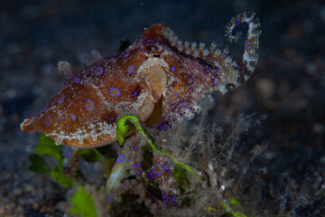 A Blue-ring octopus, Hapalochlaena sp., crawls across the seafloor of Lembeh Strait, Indonesia. These small cephalopods are among the most venomous animals on Earth.