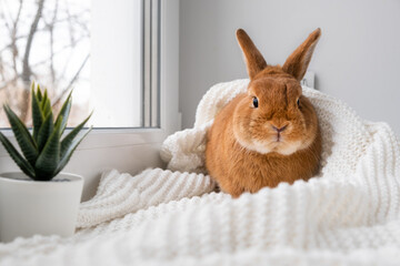 Cute brown little bunny rabbit lying on plaid on windowsill indoors near window. Adorable little pet at home,Easter concept