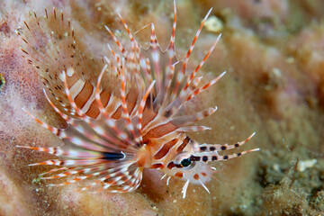 Naklejka na ściany i meble A juvenile Zebra lionfish swims along the coral-covered seafloor on a reef in Indonesia. These venomous fish are predatory on many small fish.