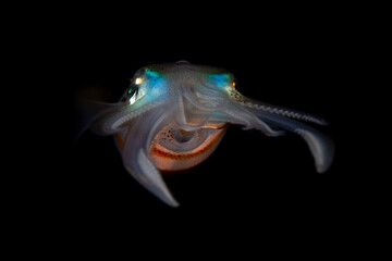 A Bigfin reef squid, Sepioteuthis lessoniana, hovers in the dark waters of Indonesia hunting for small fish. These beautiful cephalopods are nocturnal and are usually found near coral reefs. © ead72