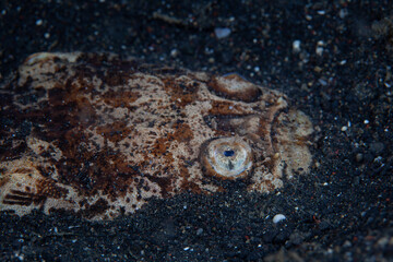 A Reticulate Stargazer, Uranoscopus sp., lies in the sandy seafloor of Lembeh Strait, Indonesia....