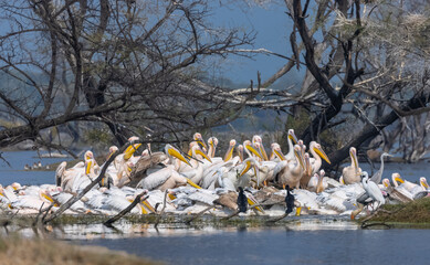 Great white pelican (Pelecanus onocrotalus) or rosy pelican bird at forest. Pelican migration in India during winter season.