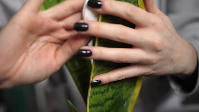 Closeup View Of Woman's Hands Holds The Sansevieria Leaves And Polishes With Nigella Oil. - Slow Motion