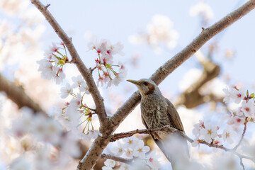 桜とムクドリ