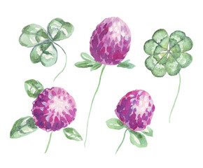 Clover flowers. Watercolor illustration. Hand-painted