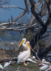 Great white pelican (Pelecanus onocrotalus) or rosy pelican bird at forest. Pelican migration in India during winter season.