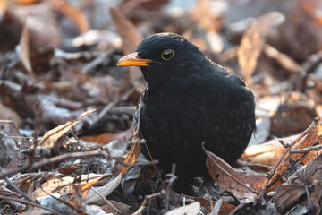 Amsel im Laub