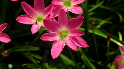 Zephyranthes Lily Flower. Commonly known as pink rain lily, fairy lily, zephyr lily, and pink...