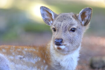 冬の奈良公園の子鹿