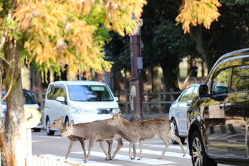 横断歩道を歩く奈良公園の鹿たち