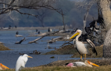 Great white pelican (Pelecanus onocrotalus) or rosy pelican bird at forest. Pelican migration in India during winter season.