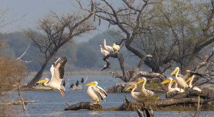 Fototapeta premium Great white pelican (Pelecanus onocrotalus) or rosy pelican bird at forest. Pelican migration in India during winter season.