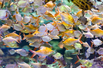 Photo of a tropical Fish on a coral reef. Red Sea