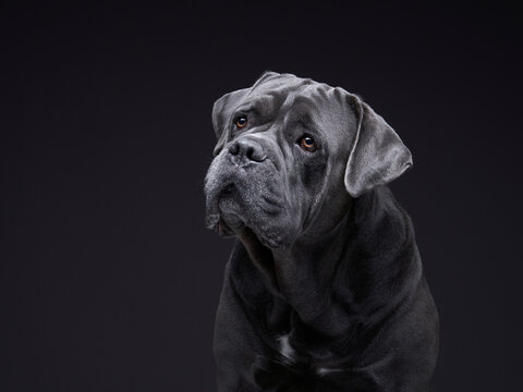 dog on a black background. Blue, Gray Intalian Cane-Corso