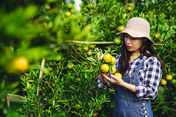 A young woman wearing a hat and overalls, carefully picking oranges in a lush orchard, highlighting...