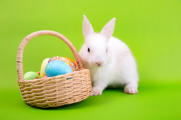 Easter bunny and eggs concept.