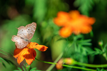 Borboleta pousada em uma flor laranja.