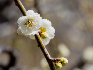 梅の花