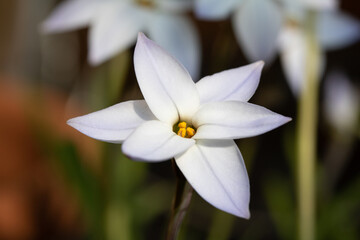 Pretty White Springstar Flower Head Close Up