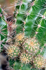 Spikey Cactus Close Up Of Spines and Green Skin