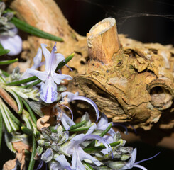 CLose up of a rosemary plant with pretty blue flowers