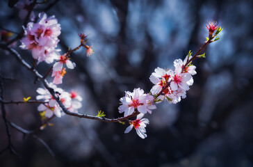 Branches of a flowering almond tree on a dark background. Springtime in Cyprus.